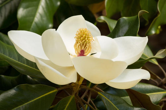 Magnolia Grandiflora "Evergreen Magnolia"  (10 Litre Pot)