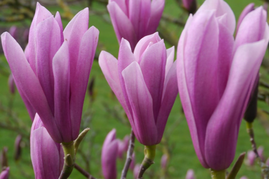 Magnolia Heaven Scent  12 litre pot (200-250cm)