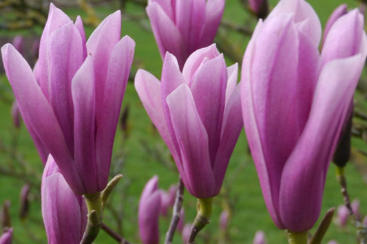 Magnolia Heaven Scent  12 litre pot (200-250cm)