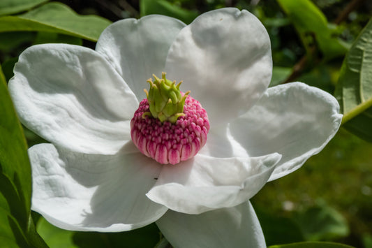 Magnolia Sieboldii  7.5lt pot Height 70-80cm