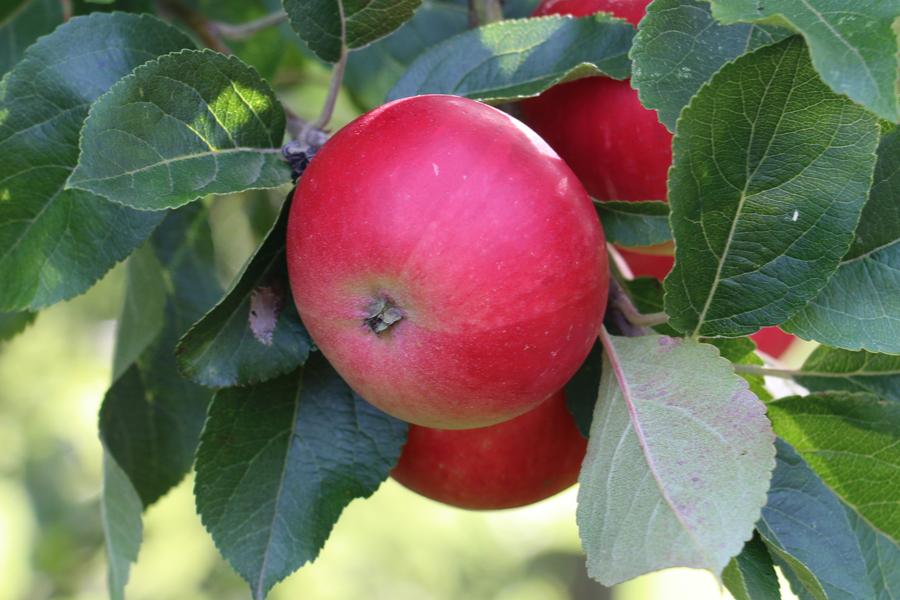 Malus Discovery (Eating Apple) 2 Year Old Bush