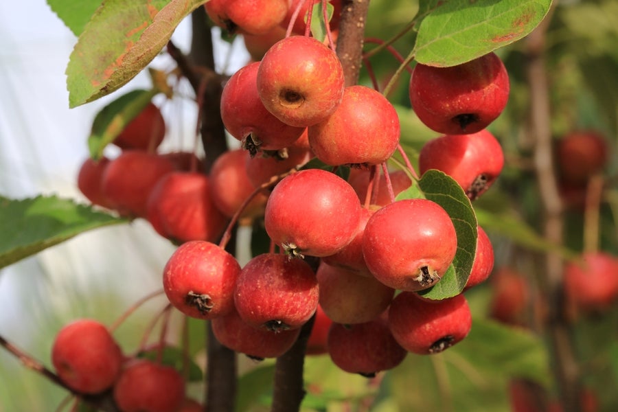 Malus Evereste  12 litre pot (175-200cm)