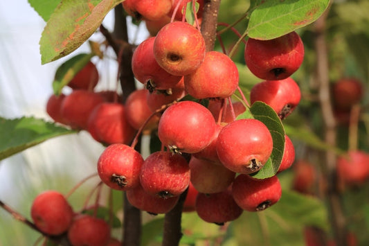 Malus Evereste  12 litre pot (175-200cm)