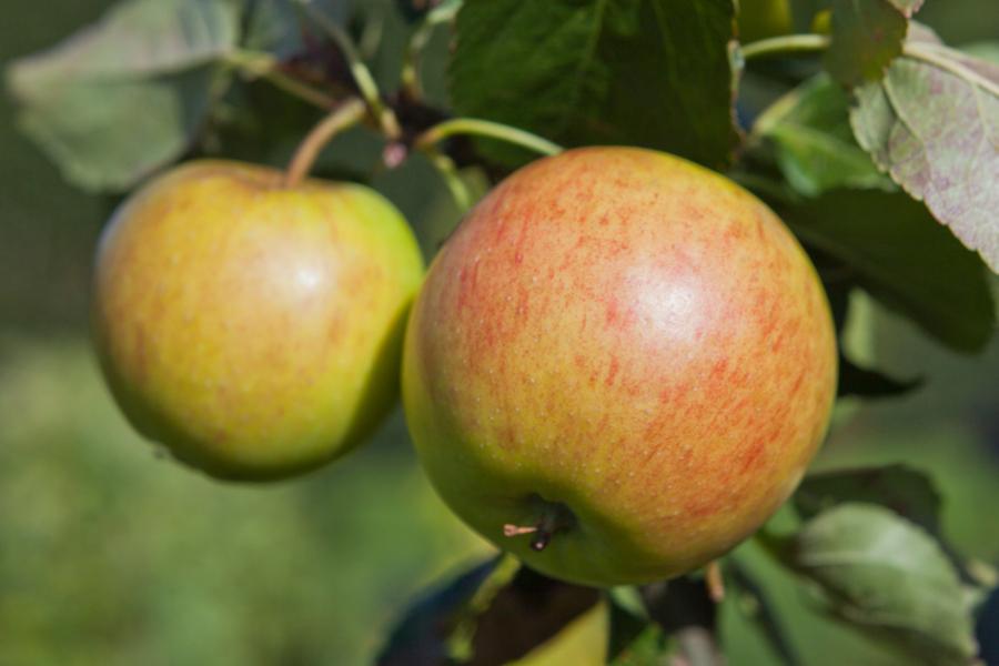Malus James Grieves (Eating Apple) 2 Year Old Bush