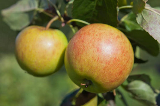 Malus James Grieves (Eating Apple) 2 Year Old Bush