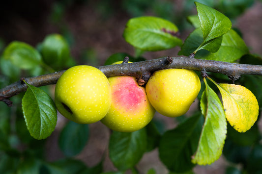 Malus Sylvestris - Crab Apple 45 Litre Pot (12-14cm)