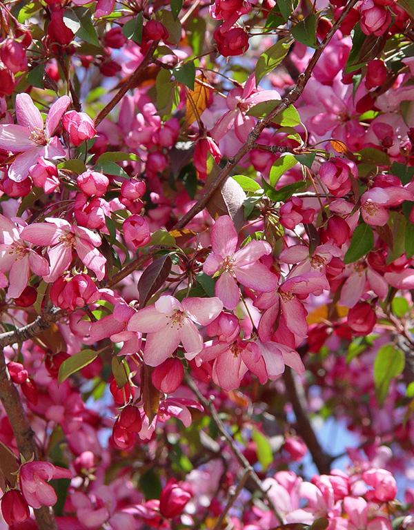 Malus Sylvestris (Crab Apple) [60-90cm] 25 per bundle