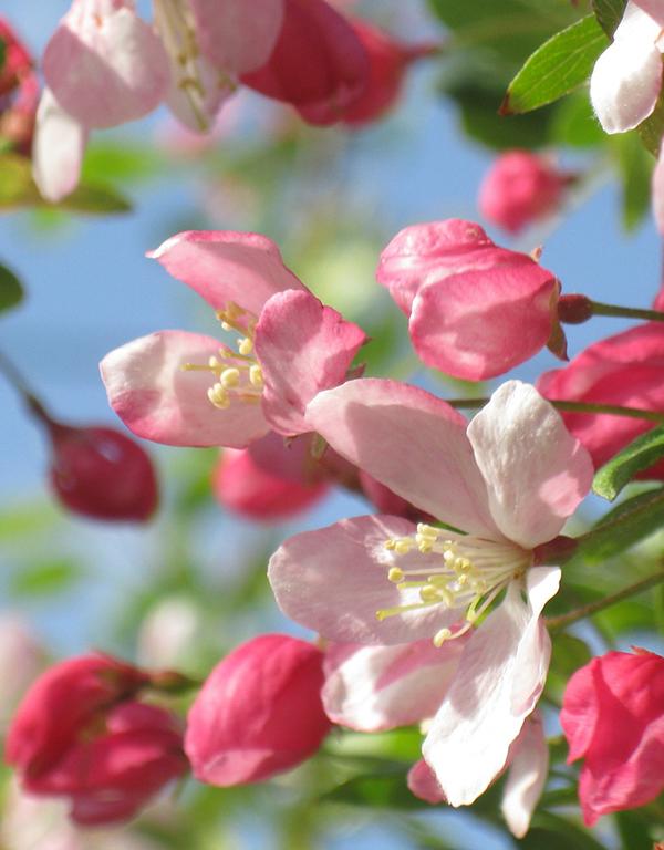 Malus Sylvestris (Crab Apple) [60-90cm] 25 per bundle