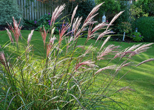 Miscanthus 'Kleine Silberspinne'  (5 Litre Pot)