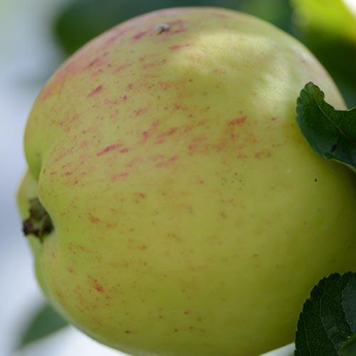 Apple Mrs Perry - 1yr old Maiden Available from 2nd week December