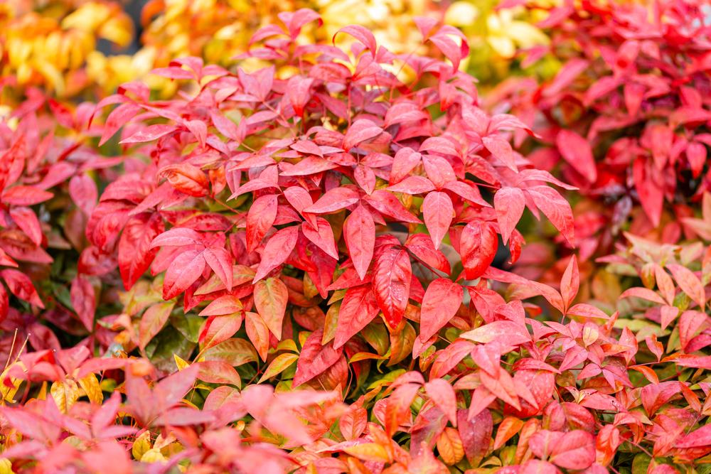 Nandina Firepower "Sacred Bamboo" (2 Litre Pot)
