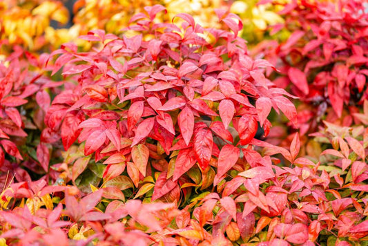 Nandina Firepower "Sacred Bamboo" (2 Litre Pot)