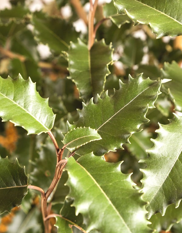Olearia Macrodonta or ‘New Zealand Holly’ Trough Hedging Length 100cm Ht 150cm