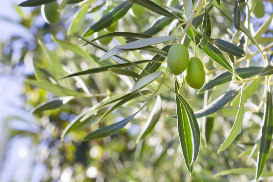 Olea Europea, Olive Tree  - 45 litre pot 900mm Half Standard Stem with Head Overall Ht 1600mm