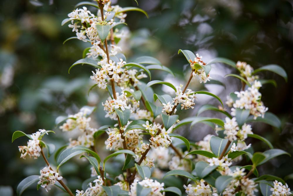 Osmanthus Delavyii (3 Litre Pot)