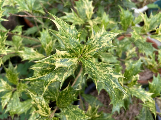Osmanthus Goshiki  ‘False Holly’ (3 Litre Pot)