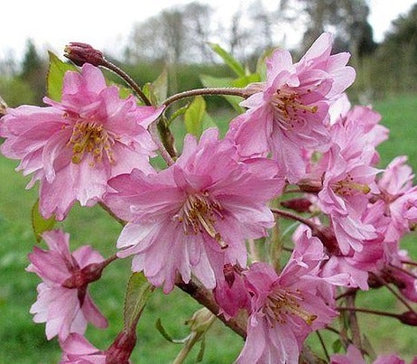 Prunus Fukubana Winter Flowering Cherry 12 litre pot (175-200cm)