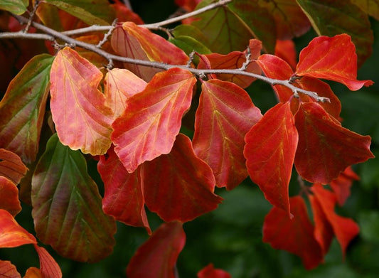Parrotia Persica "Persian Ironwood" (10 Litre Pot)