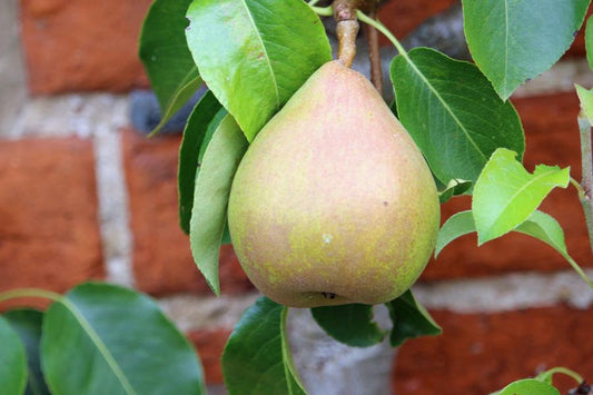 Pear Doyenne du Comice  - 2 Year Old Bush
