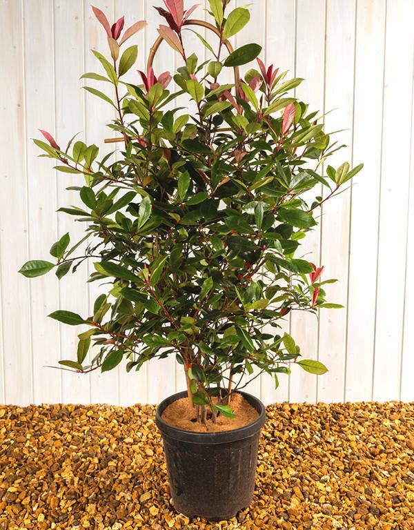 Photinia Red Robin [80L] [225-250cm]