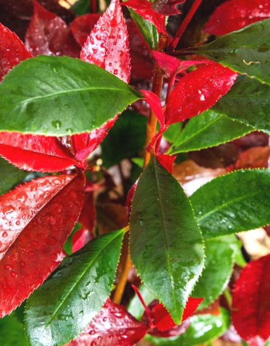 Photinia Red Robin [80L] [225-250cm]
