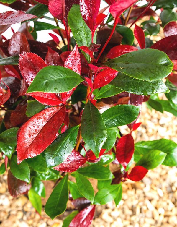 Photinia Red Robin [80L] [225-250cm]