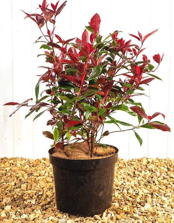 Photinia Red Robin [80L] [225-250cm]