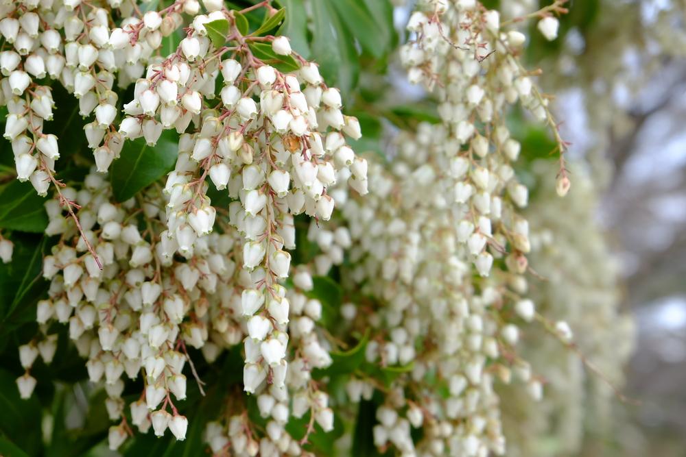 Pieris Japonica Debutante (3 Litre Pot)