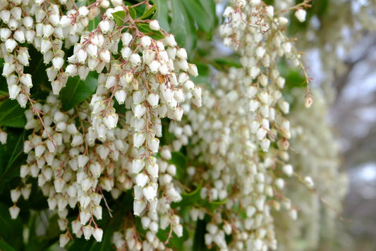 Pieris Japonica Debutante (3 Litre Pot)