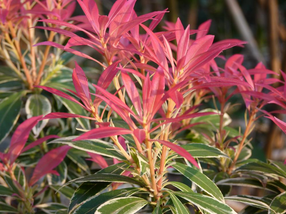 Pieris Japonica Flaming Siver (2 Litre Pot)