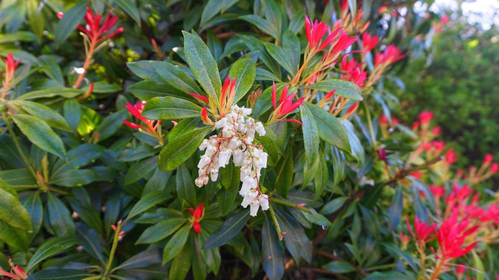 Pieris Forest Flame 'Flame of the Forest' (2 Litre Pot)