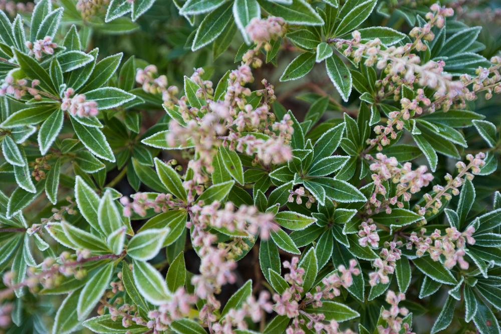 Pieris Japonica Little Heath  (3 Litre Pot)