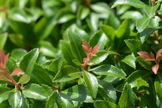 Pieris Little Heath Green  (3 Litre Pot)