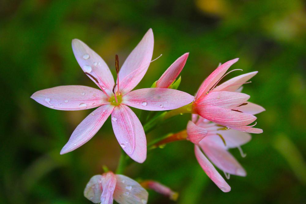 Tritonia Disticha 'Pink Crocosmia'  (2 Litre Pot)