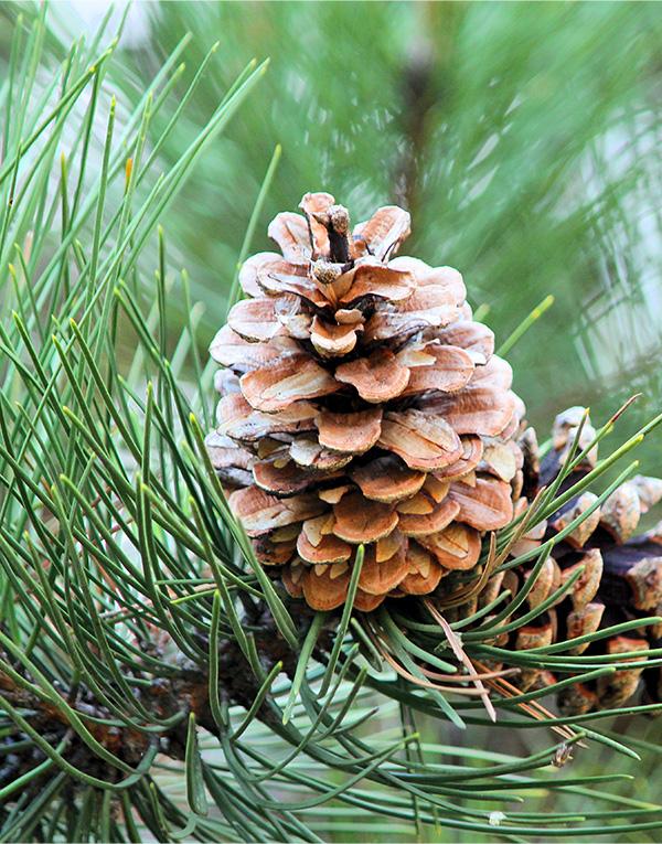 Pinus Sylvestris (Scots Pine) [15-20cm] 25 per bundle