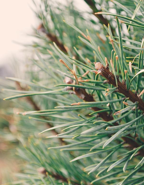 Pinus Sylvestris (Scots Pine) [15-20cm] 25 per bundle
