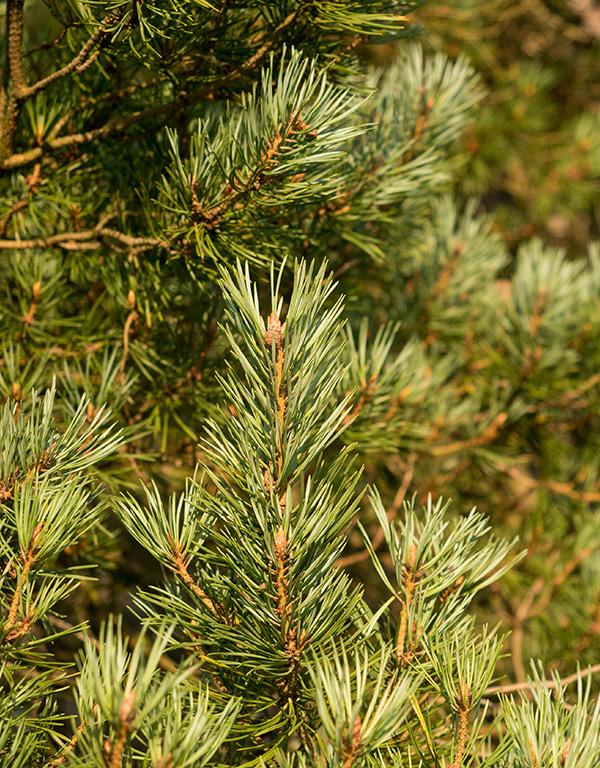 Pinus Sylvestris (Scots Pine) [15-20cm] 25 per bundle