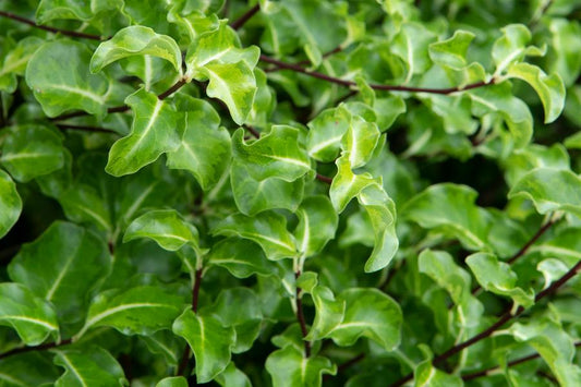 Pittosporum Warnham Gold 3lt pot Height 30-40cm