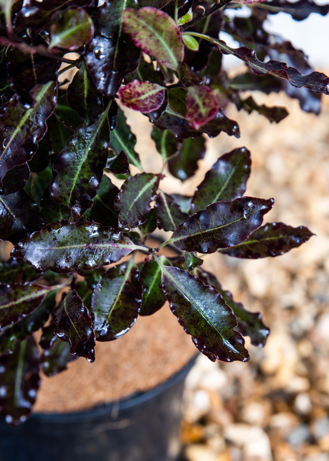Pittosporum Tom Thumb (3 Litre Pot)