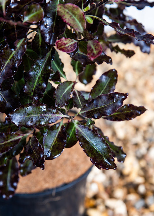 Pittosporum Tom Thumb (5 Litre Pot)