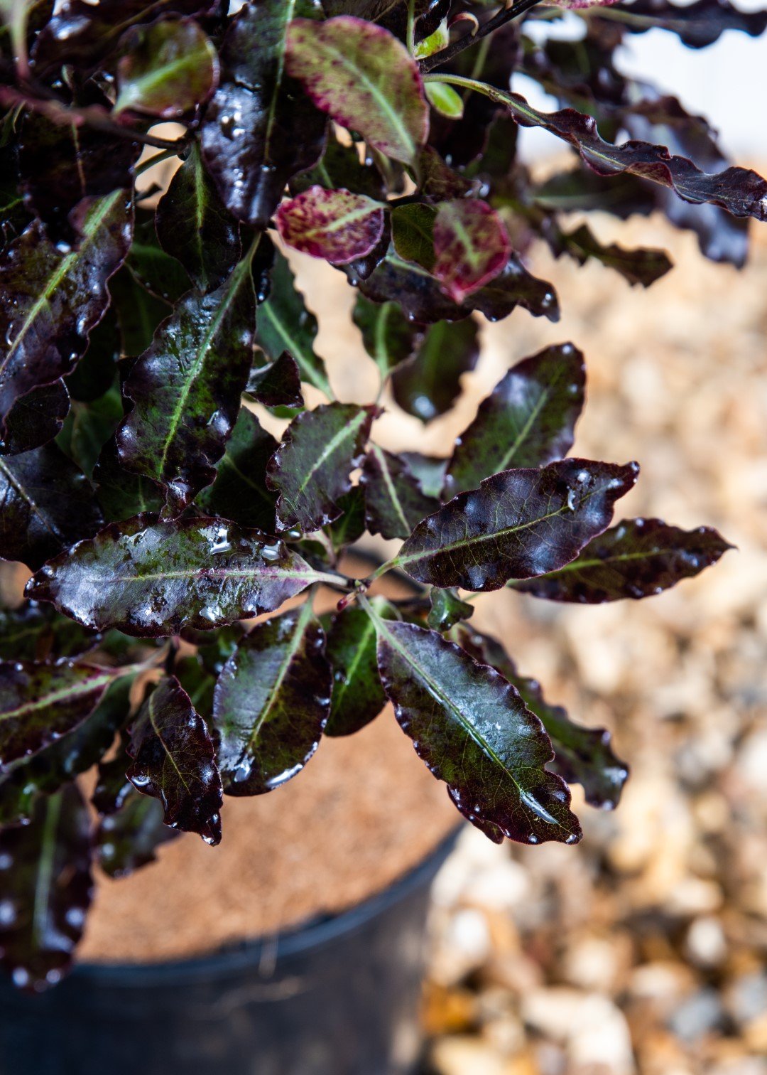 Pittosporum Tom Thumb (25 Litre Pot)