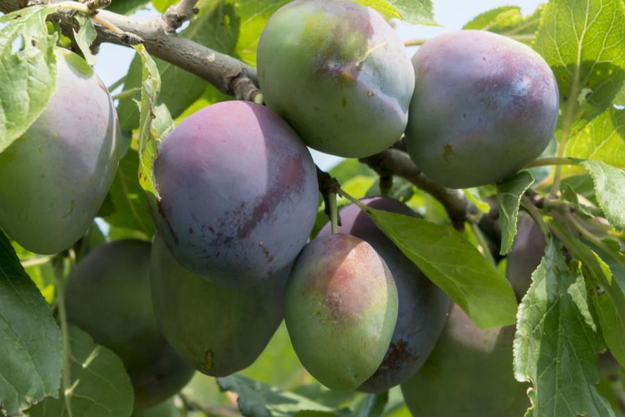 Plum Opal - 2 Year Old Bush