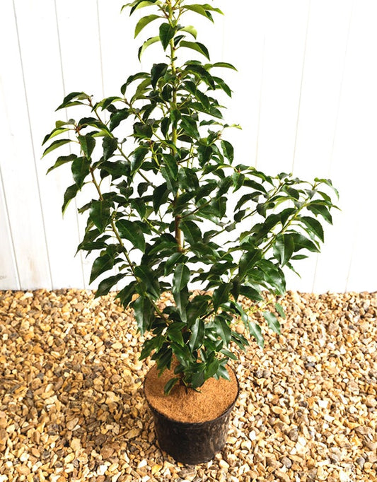 Prunus Lusitanica Angustifolia (Portuguese Laurel) 6.5 Litre Pot Ht. 80-100cm