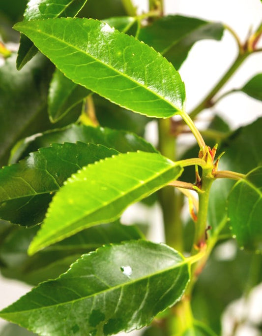 Prunus Lusitanica Angustifolia (Portuguese Laurel) 7.5 Litre Pot Ht. 100cm