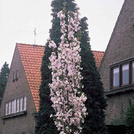 Prunus Amanogawa - Upright Flowering Cherry Tree - 12 litre Pot 5-6ft