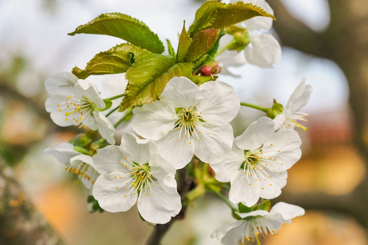 Prunus Avium Flowering Bird Cherry 12 litre pot (175-200cm)
