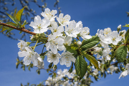 Prunus Avium (Bird Cherry) 45 litre 10-12cm Girth