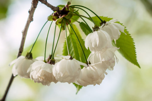 Prunus Avium Plena (Bird Cherry) 130 litre 20-25cm Girth