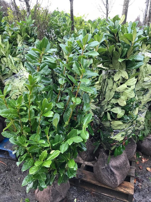Prunus Novita (Cherry Laurel) 100-125cm Extra - Root Balled