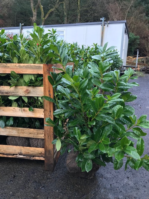 Prunus Novita (Cherry Laurel) 80-100cm Extra - Root Balled